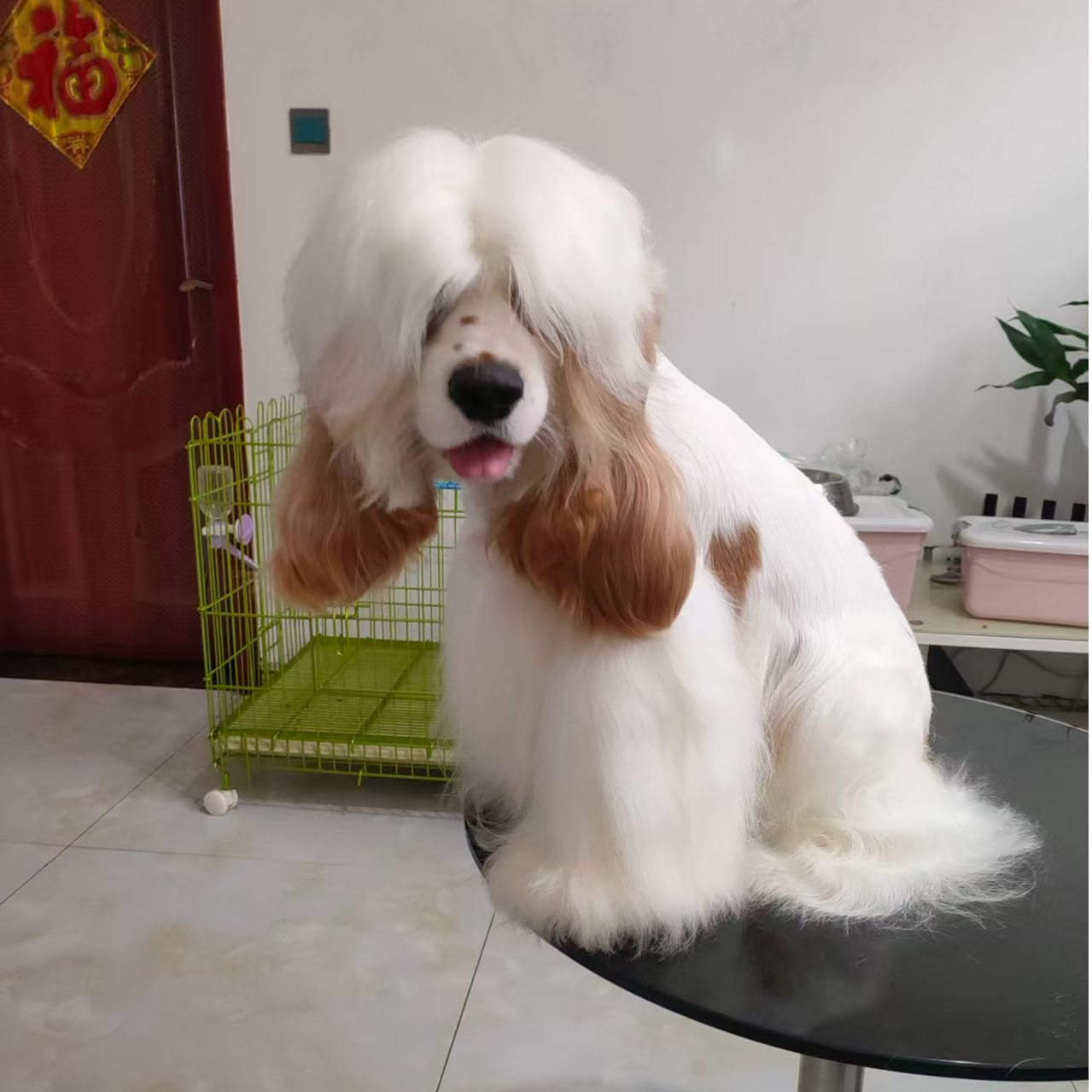 (马哥犬业）T狗狗活体