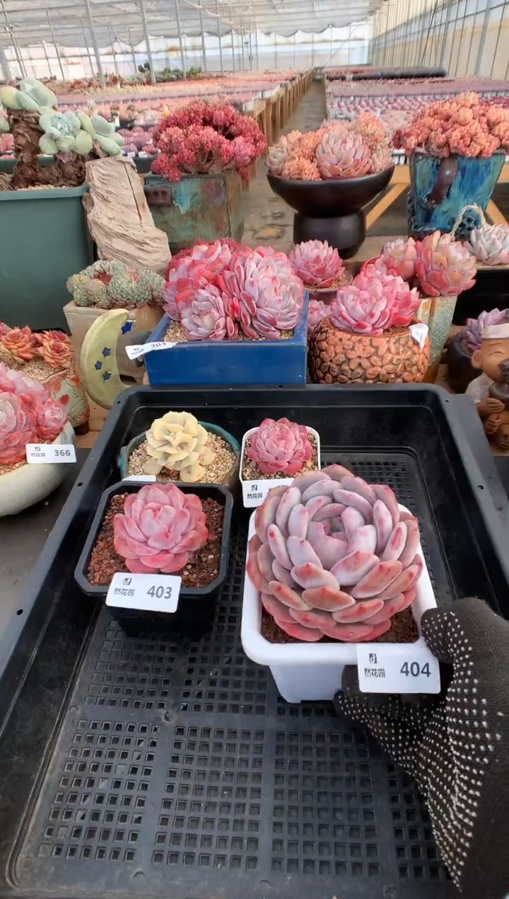 【闪购商品】404蒙克一物一拍