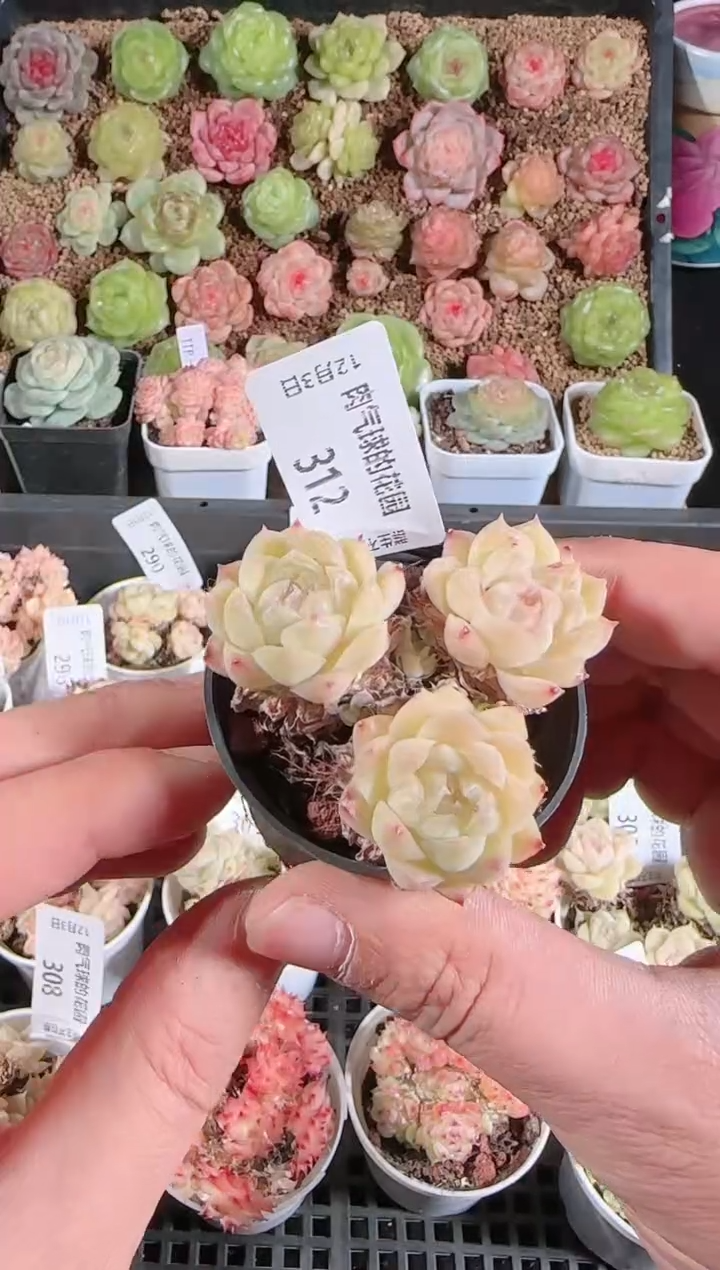 1203-312多肉群生不包整