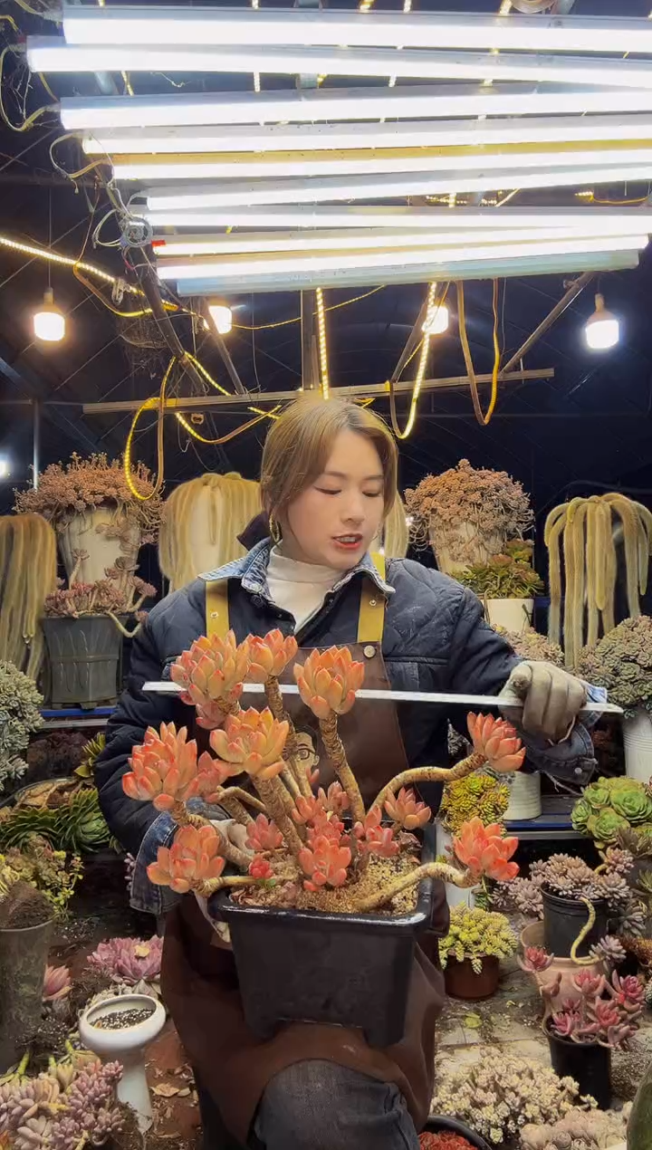 【闪购商品】灰姑娘一物一拍脱土包邮