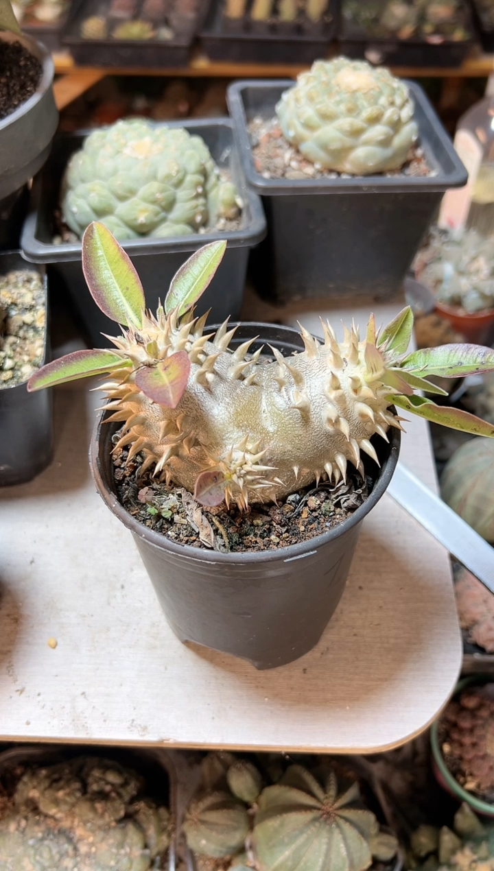 【闪购商品】晚17号实生惠比大黑9.5cm