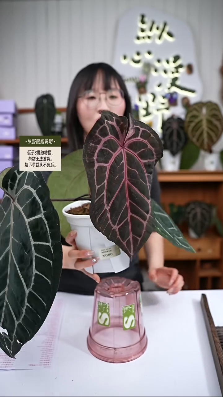 完全开放Y80玄紫 微瑕