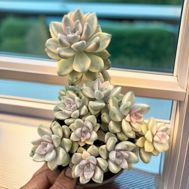 美杏锦/全店累计满9.99包邮/好养多肉 /多肉以直播实物为准