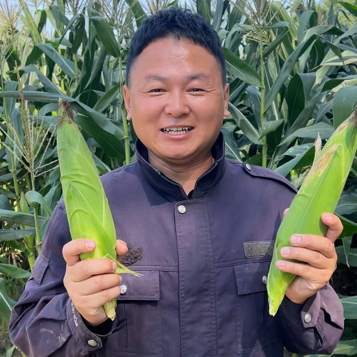 [伟东玉米2025头茬]黄糯玉米铝箔锁鲜10支装整箱2750g（五斤半）