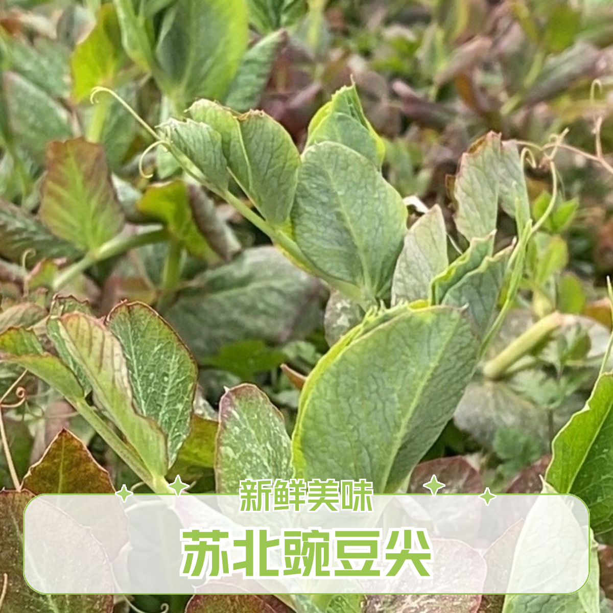 苏北豌豆尖新鲜霜打豌豆苗蔬菜火锅配料食材农家自种苏北豌豆尖新鲜霜打豌豆苗蔬菜火锅配料食材农家自种
