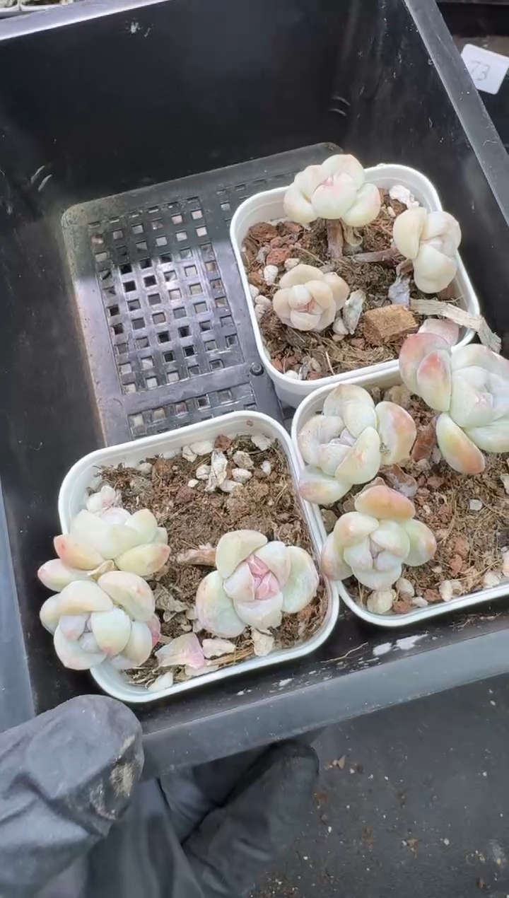 【闪购商品】78号到手1框-江北多肉