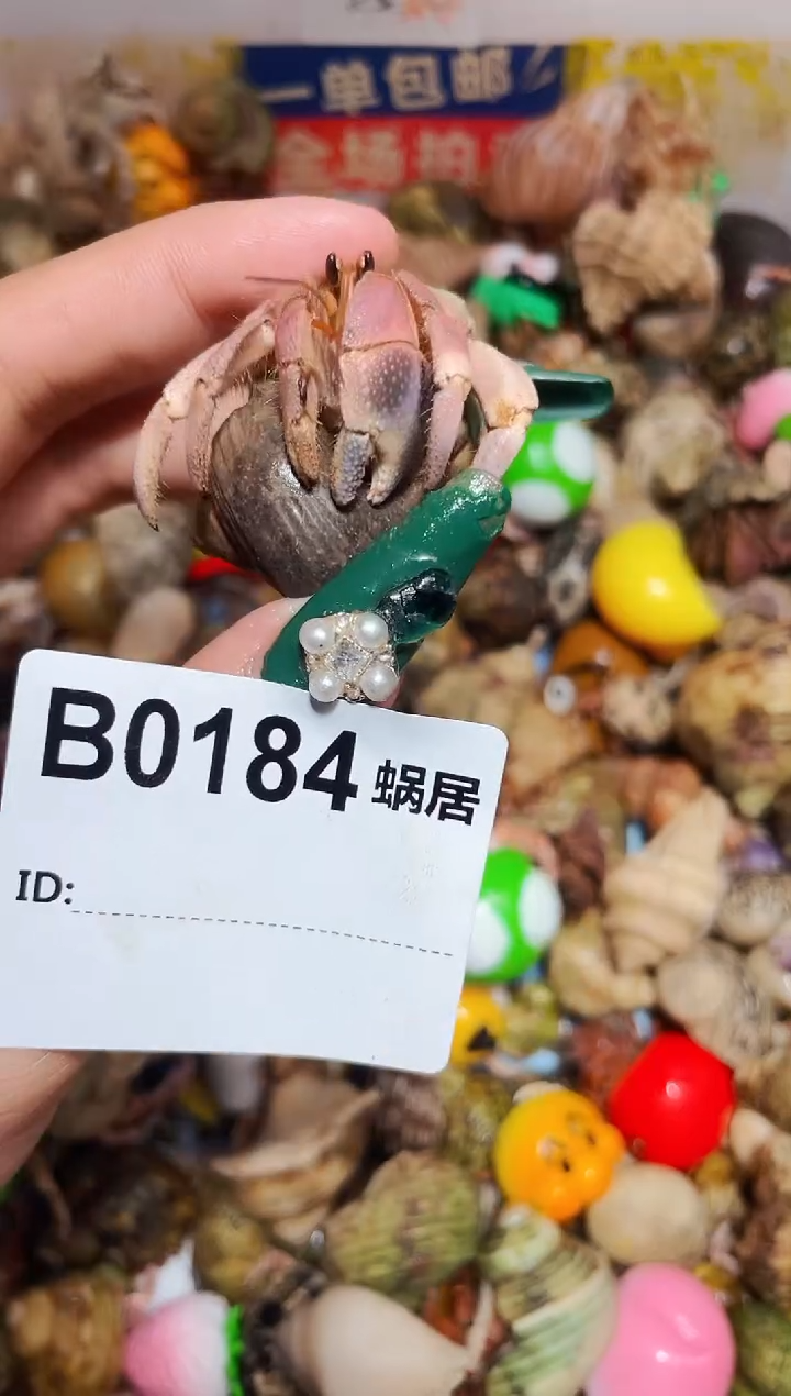 陌派甄选寄居蟹0184