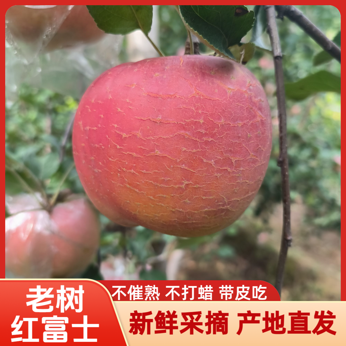 山西运城红富士苹果包邮脆甜多汁冰糖心产地直发现摘新鲜应季水果