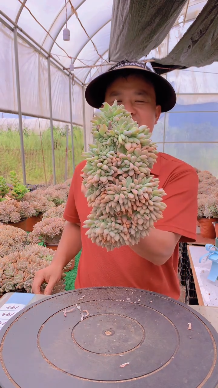 142淡雪缀化一物一拍