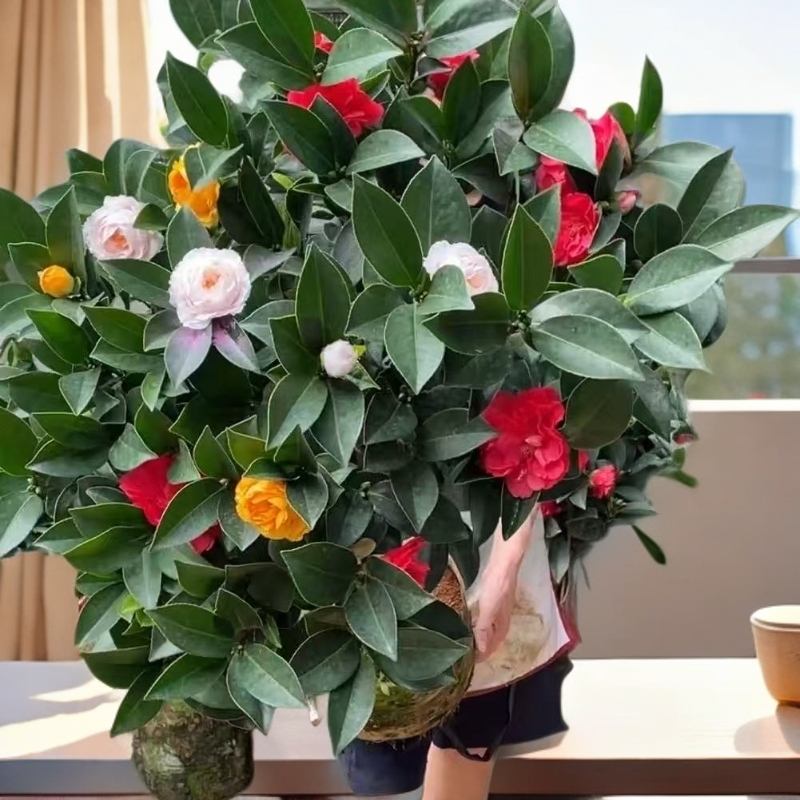 重瓣五色赤丹山茶花树苗带花苞四季开花室内外庭院好养浓香花卉