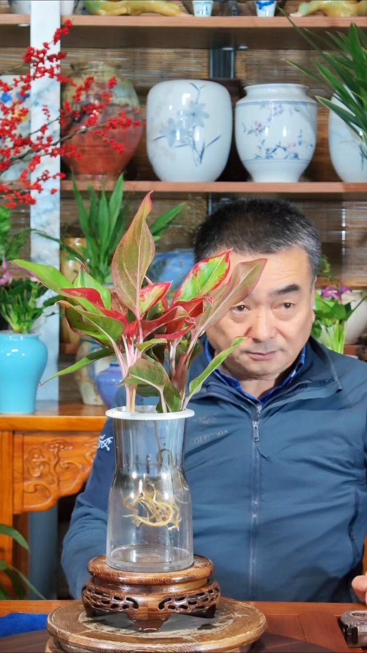 完全开放吶****灬水之韵水培万年红