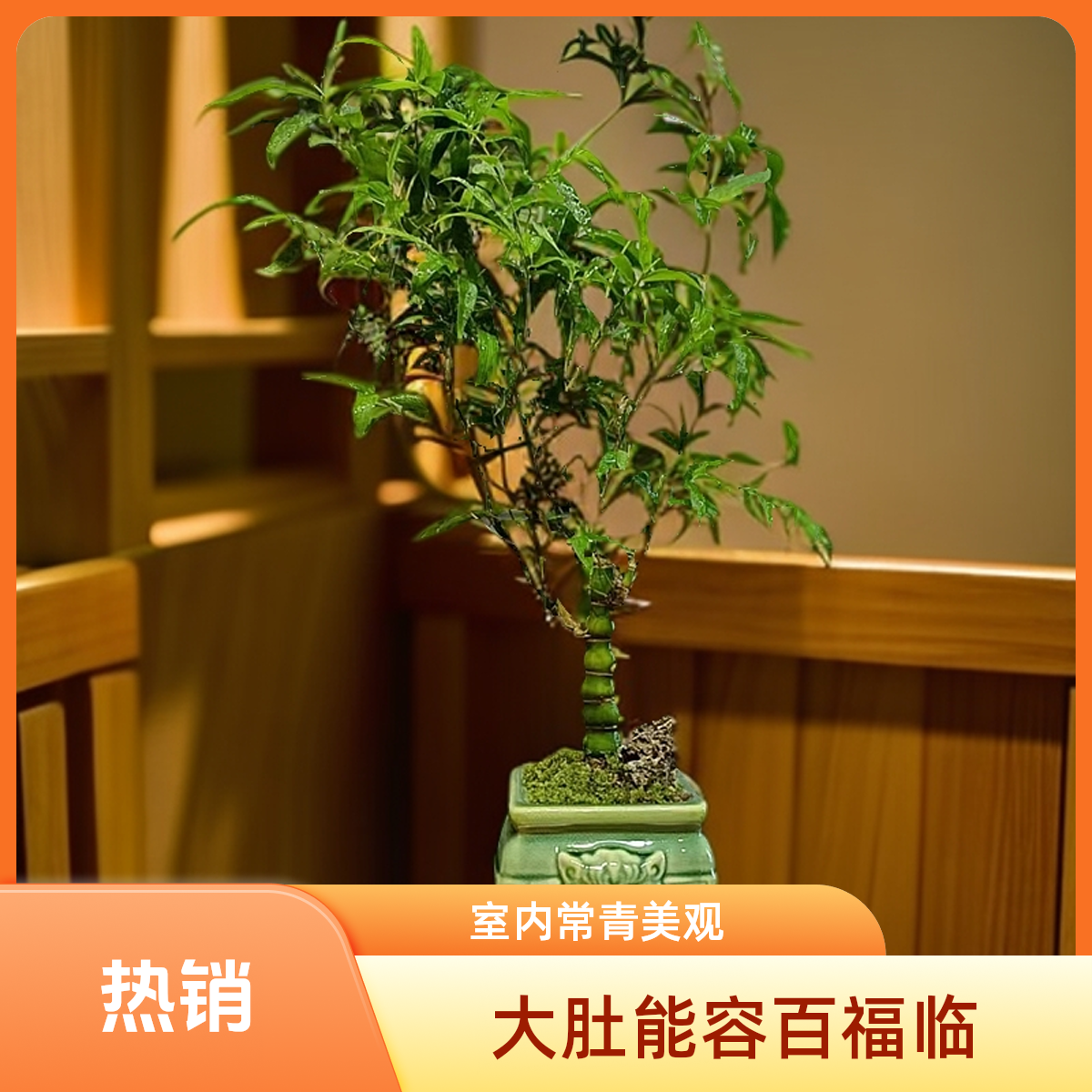 佛肚竹罗汉竹大肚竹室内茶室办公室客厅茶桌绿植盆栽室内好养常青