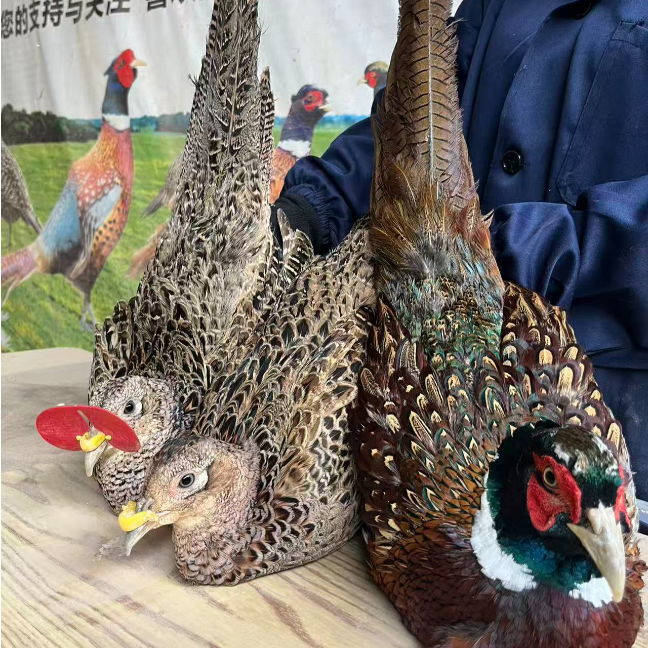 【1公两母】长尾鸡 宠物观赏鸡 公鸡彩色 母鸡灰麻色 包邮