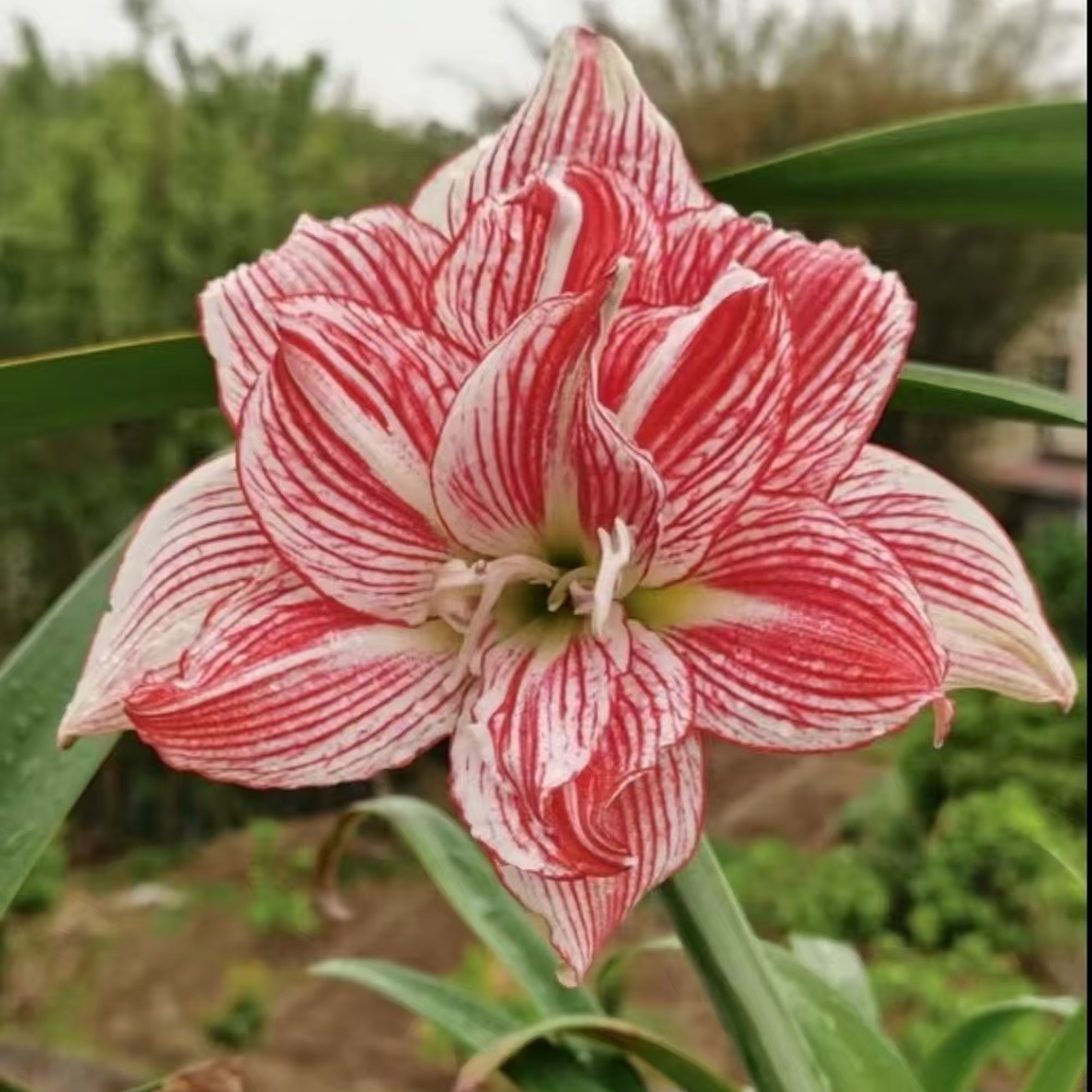 【十二单衣】重瓣朱顶红朱顶红大种球朱顶红种球三国花