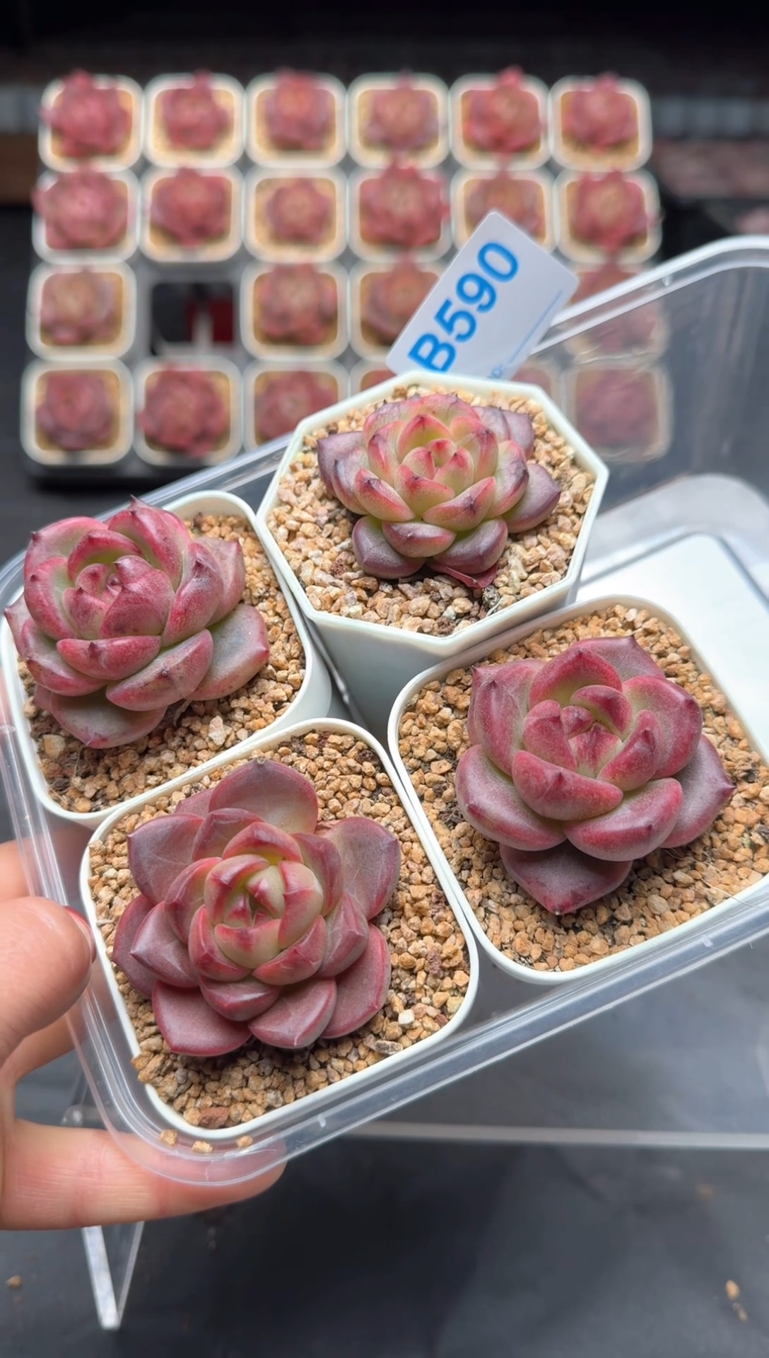 【闪购商品】590号一物一拍4-7cm包邮4颗