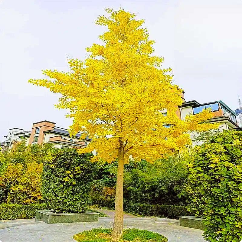 银杏树金叶白果别墅庭院占地绿化风景地栽树苗银杏树南北方种植