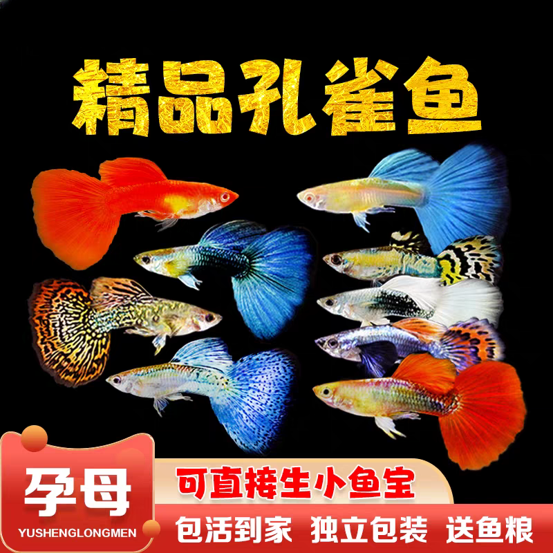 【大全家福】18条+4备损纯种孔雀鱼11个品种新手易繁殖鱼淡水鱼常温