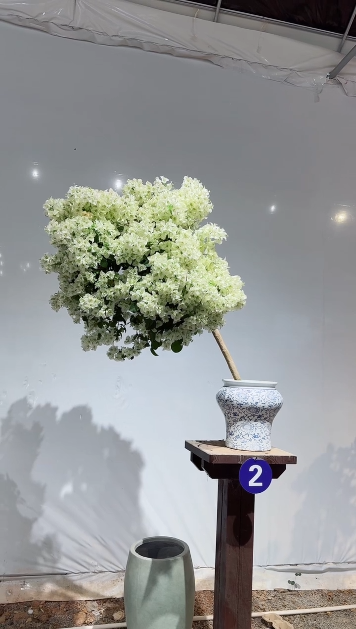 【闪购商品】盆景白雪公主