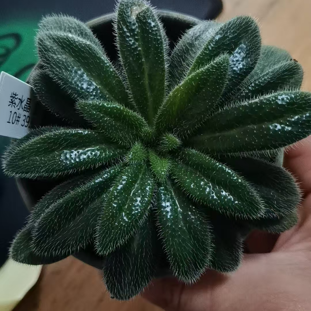 万峰绿缘（新品苦苣苔）紫水晶