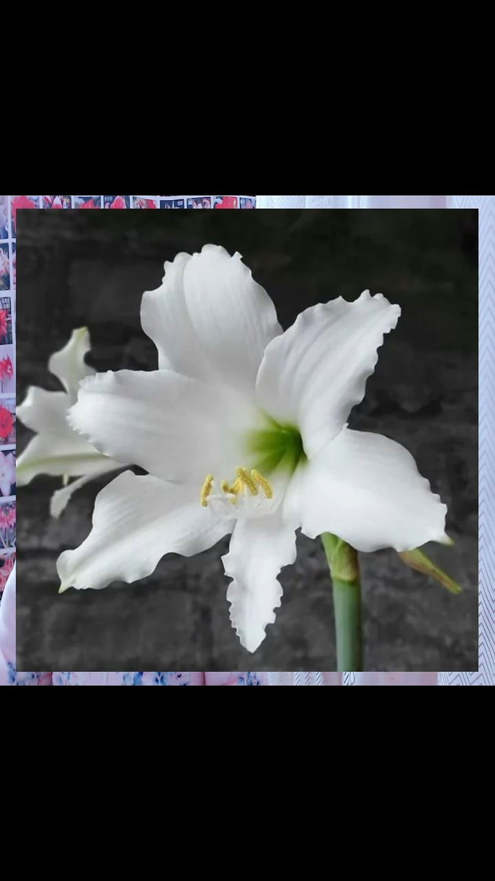 朱顶红安普托6厘米