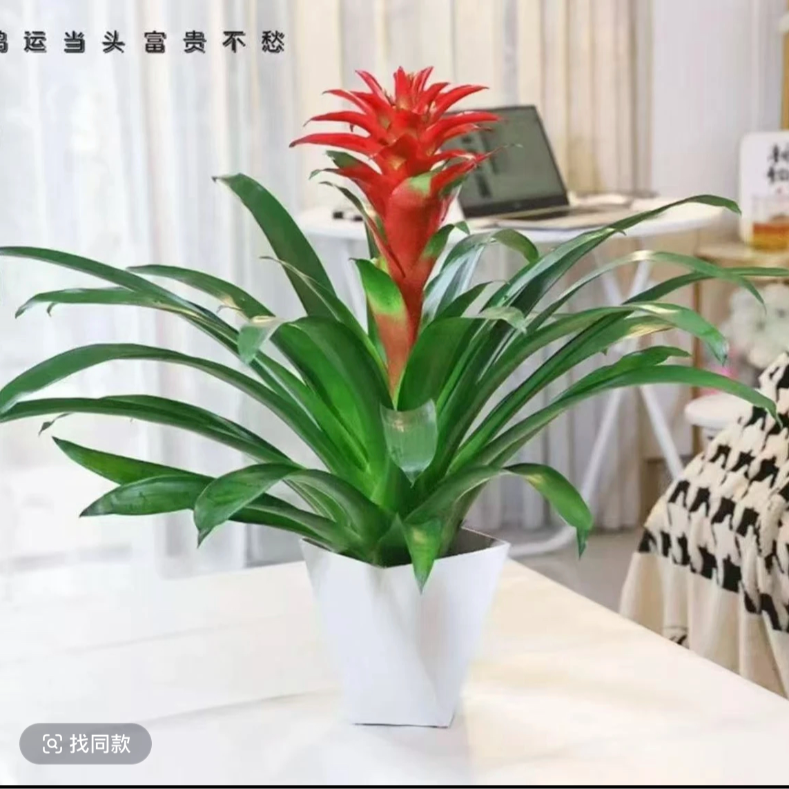 大盆鸿运当头盆栽带花可四季开花适合室内客厅摆放