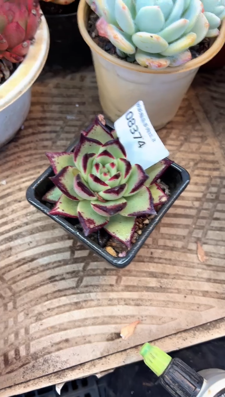 8**5阿迷洲多肉花卉08374