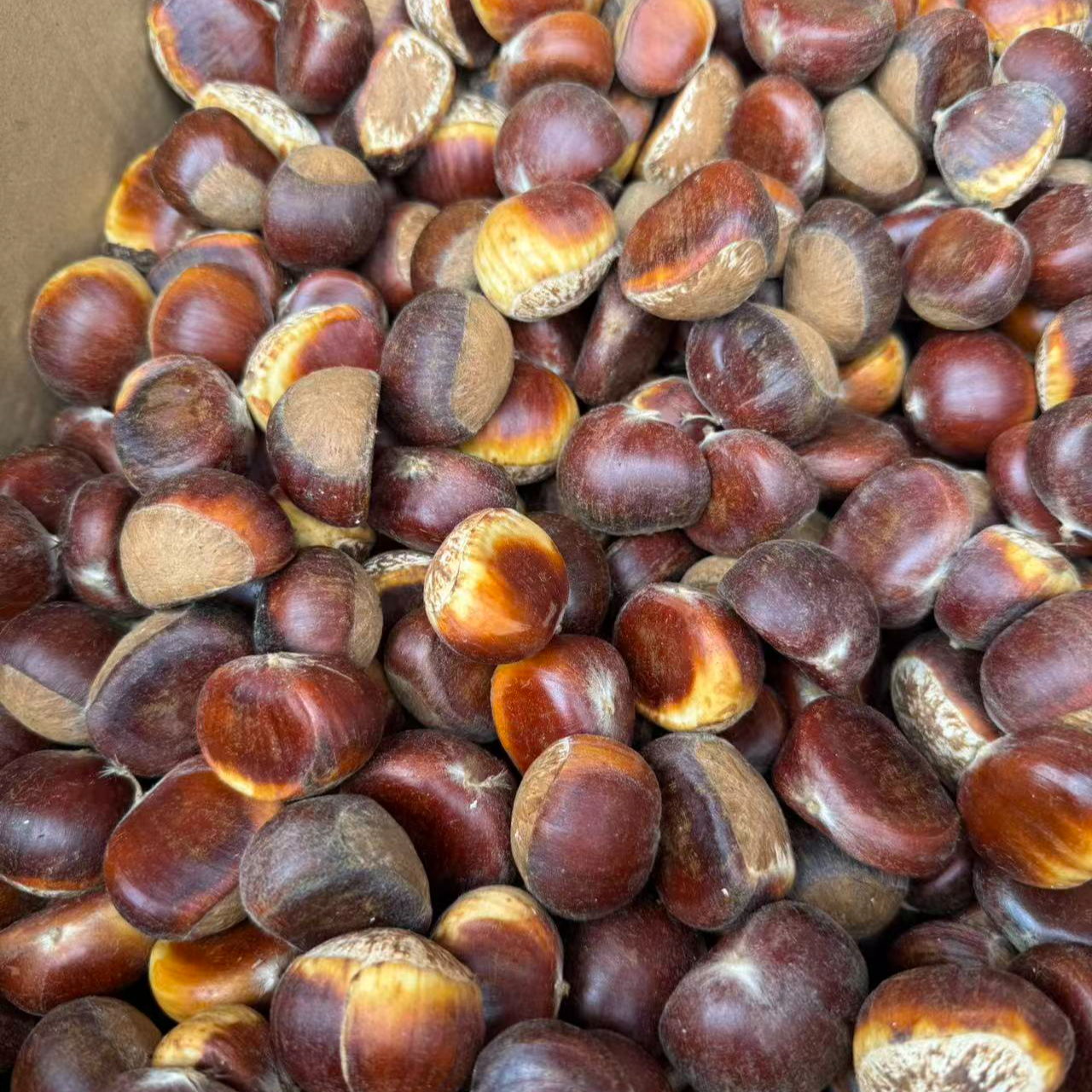 2025新货当季新鲜嫩板栗球红壳老板栗带刺壳罗田板栗新鲜现摘