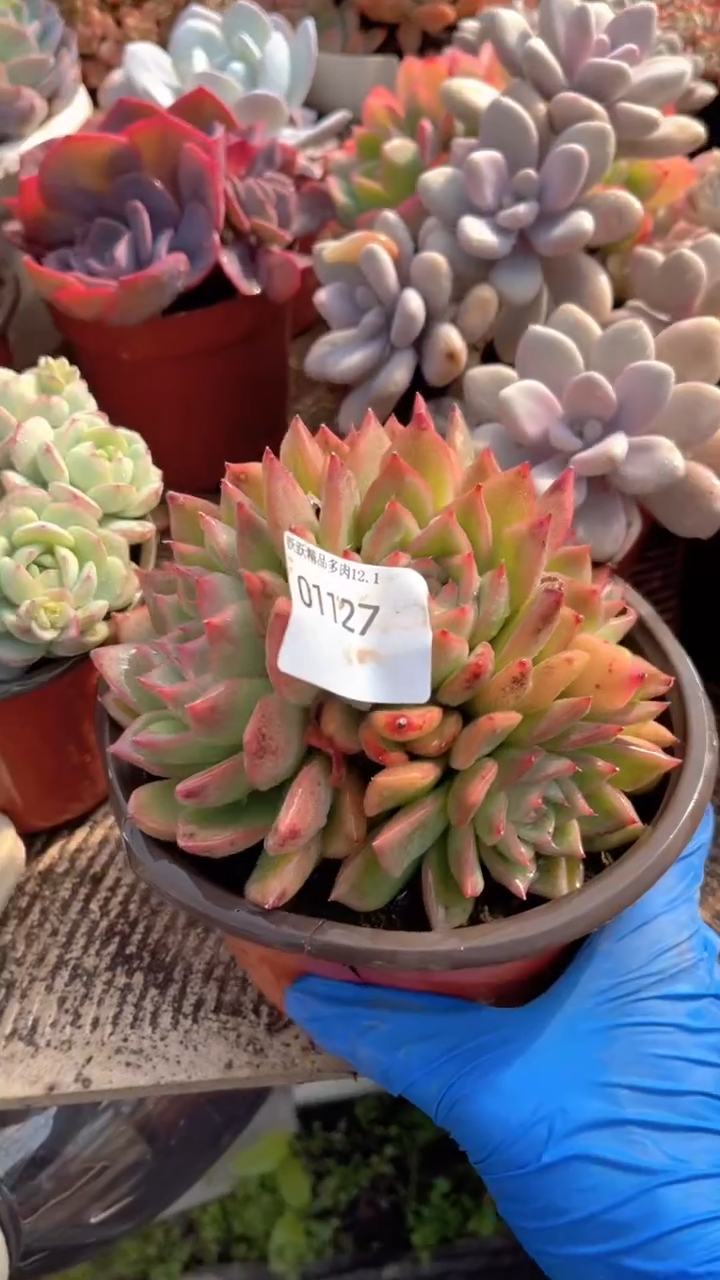 爱**人跃跃精品多肉01127