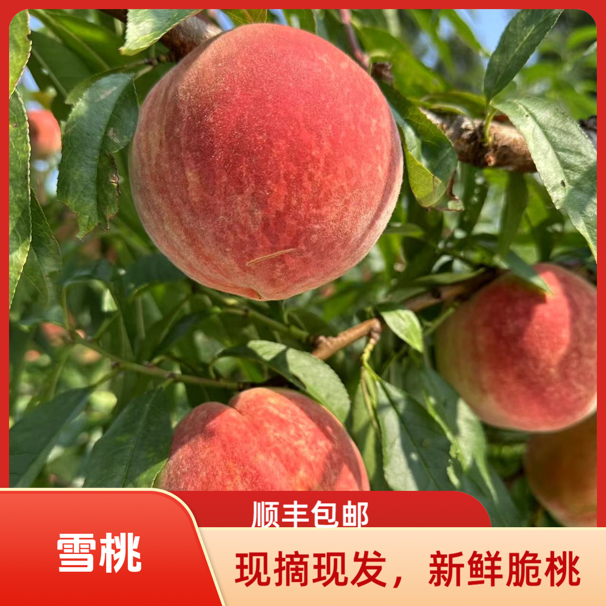 礼盒装【顺丰包邮】大凉山雪桃脆桃现摘现发新鲜脆甜当季应季
