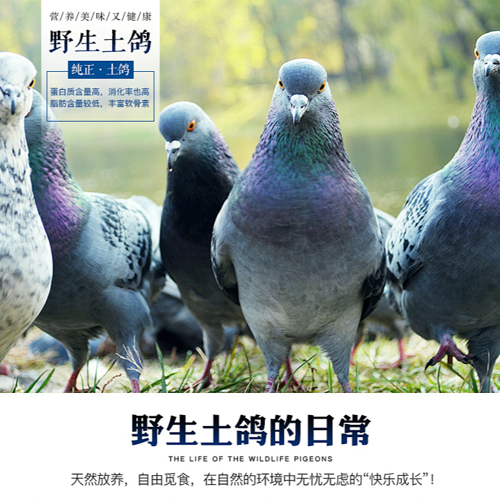 云南高山放养土鸽子300g/只    新鲜宰杀 顺丰包邮