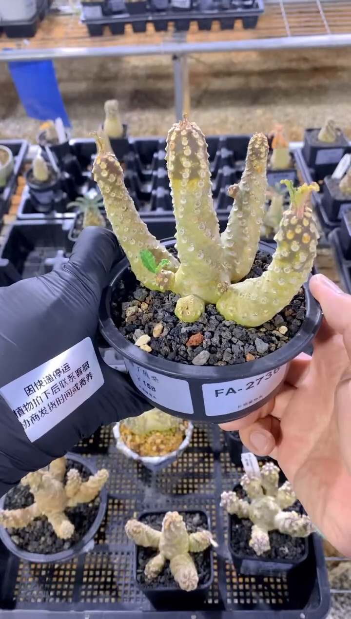 【闪购商品】椰子琉桑FA-2736