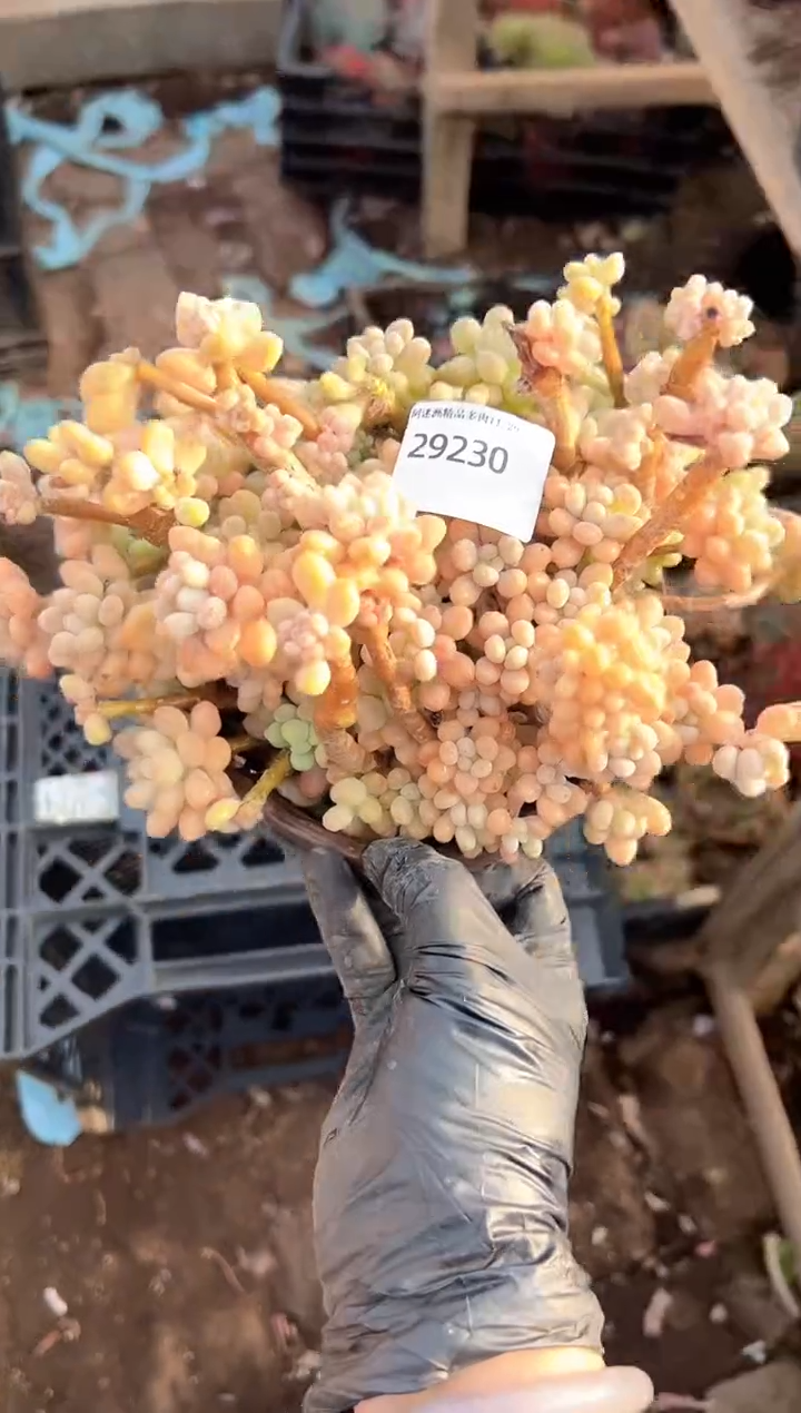 -***-多肉植物一物一拍29230