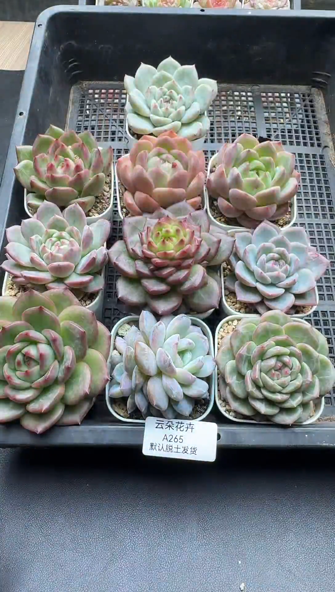 珍妮杂交多肉A265