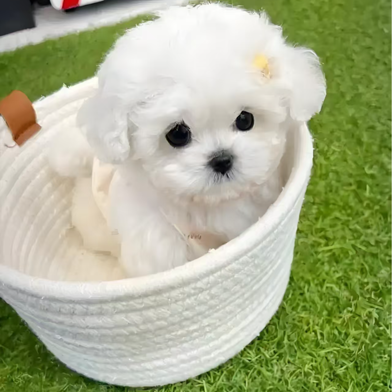 新语家韩系比熊 狗狗活体 1号链接（不包邮）