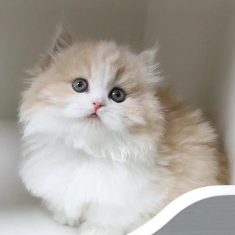 （楼楼与猫）T猫猫活体