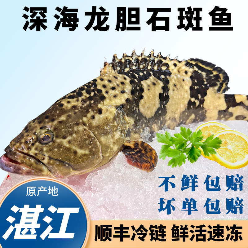 大石斑鱼2.9斤龙胆珍珠斑海鲜深海老虎斑新鲜活速冻锁鲜