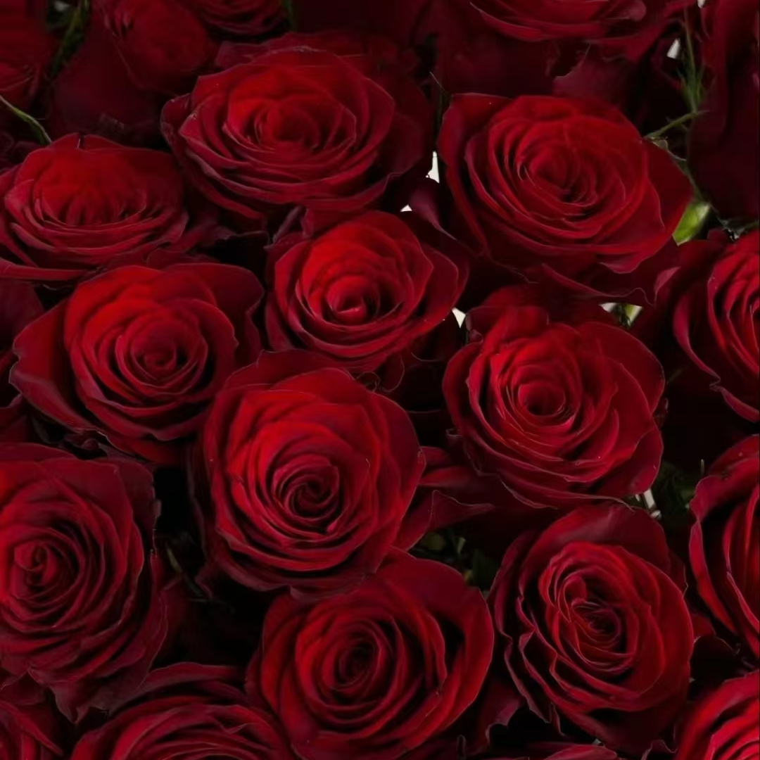 【20枝高原红玫瑰】鲜花 收到需醒花~云南昆明花农一手花源