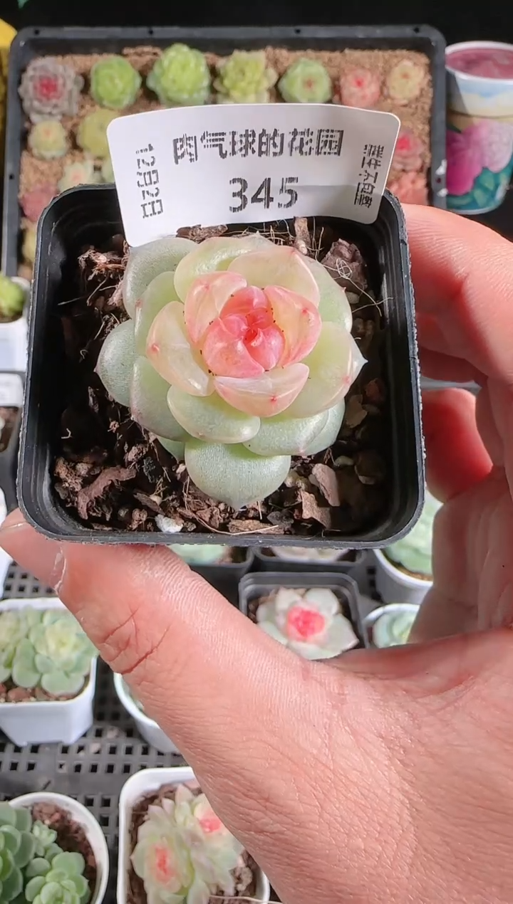 1202-345bl-4多肉群生不包整
