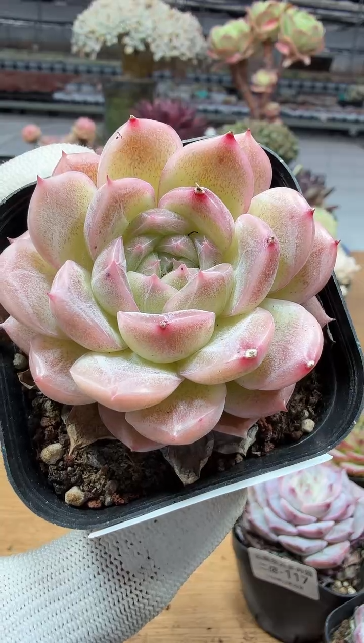 东云多肉园二店-327