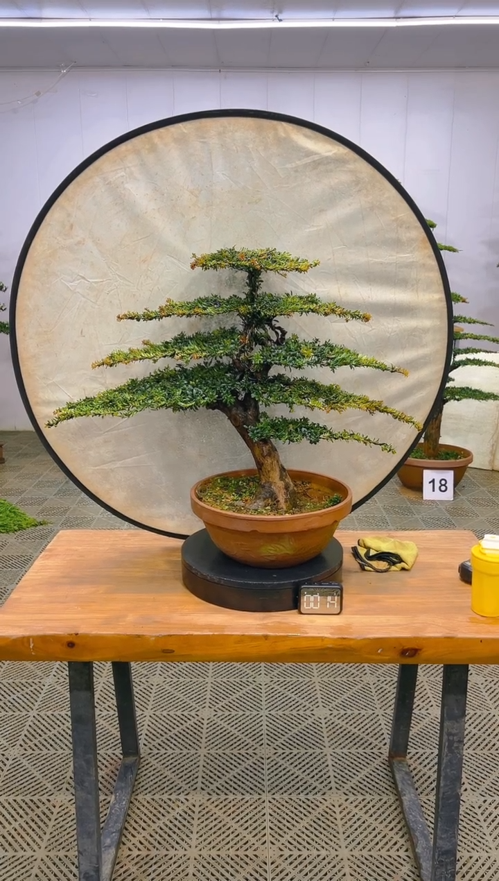 无花朵一物一拍一物一拍