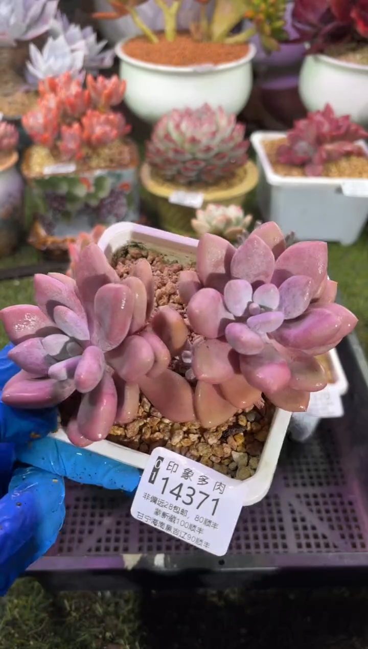 【闪购商品】14371