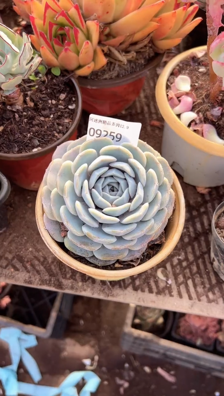 彩**?多肉植物一物一拍09259