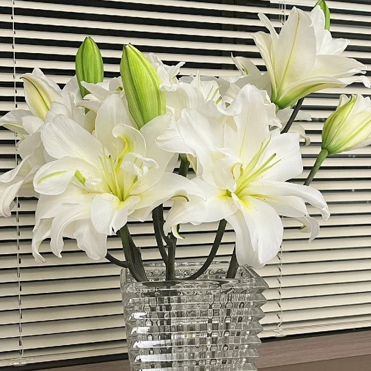 【源头优选】白雪公主重瓣百合 任意2单鲜花包邮 发货后不支持退款