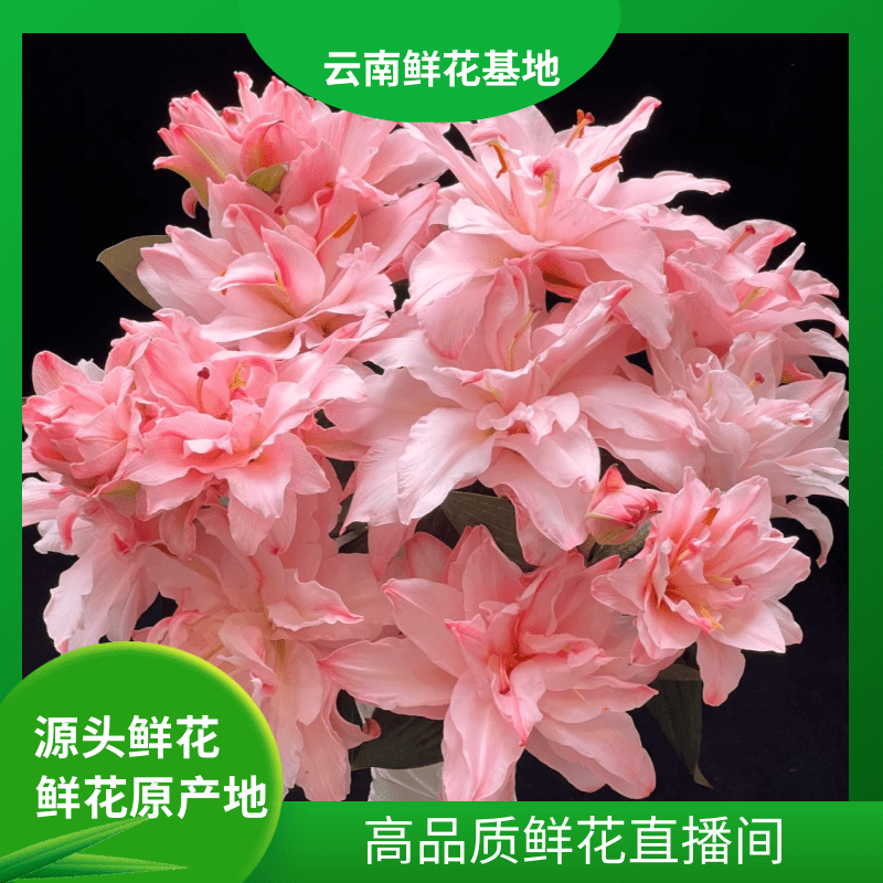 颜花【布朗尼】云南鲜花 任意两单升级顺丰冷链