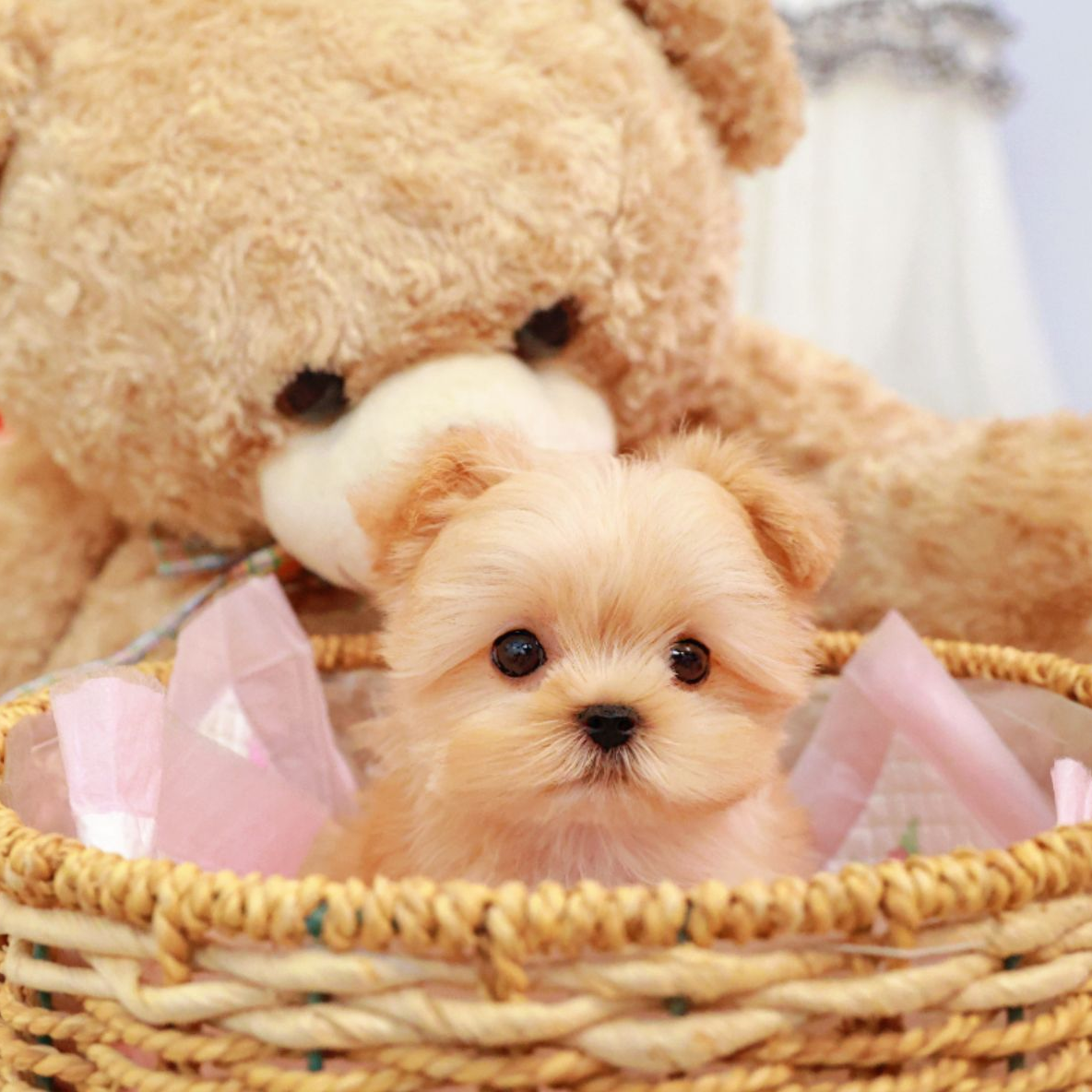 约克夏宝宝 A06 金约