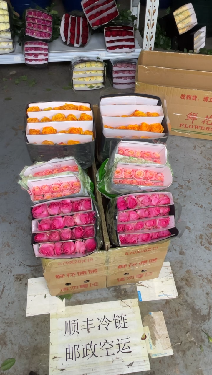 糖果20枝+辉煌20枝+朱小姐20枝