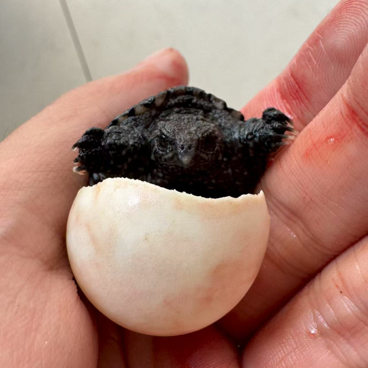 直播间专属链接水族观赏小乌龟