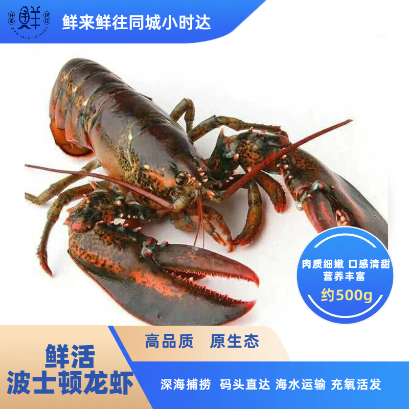 【鲜活】波士顿龙虾（0.8-1.0）1只 肉质细嫩 口感清甜