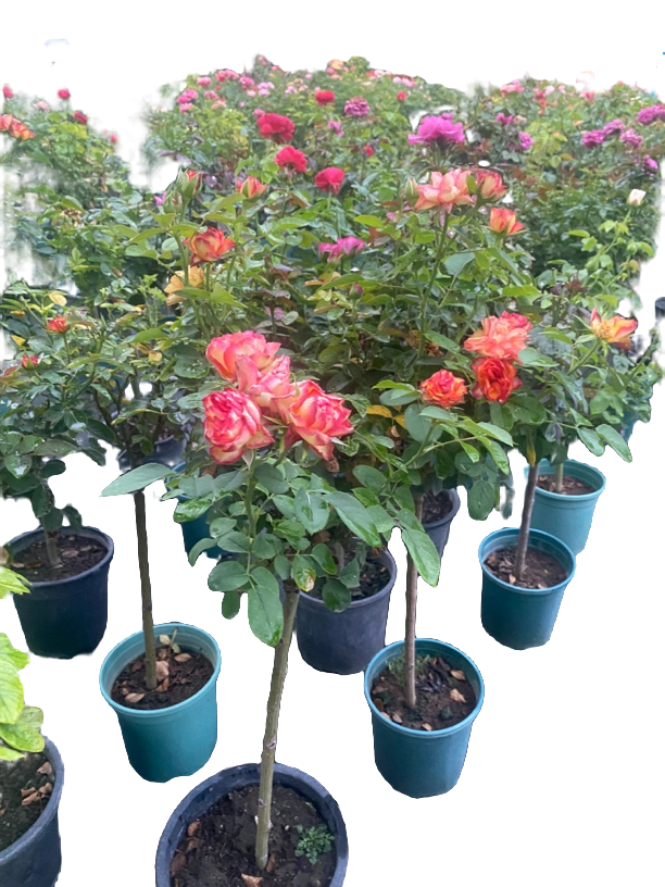 树桩月季花盆栽四季开花耐寒耐热适合室内阳台庭院种植