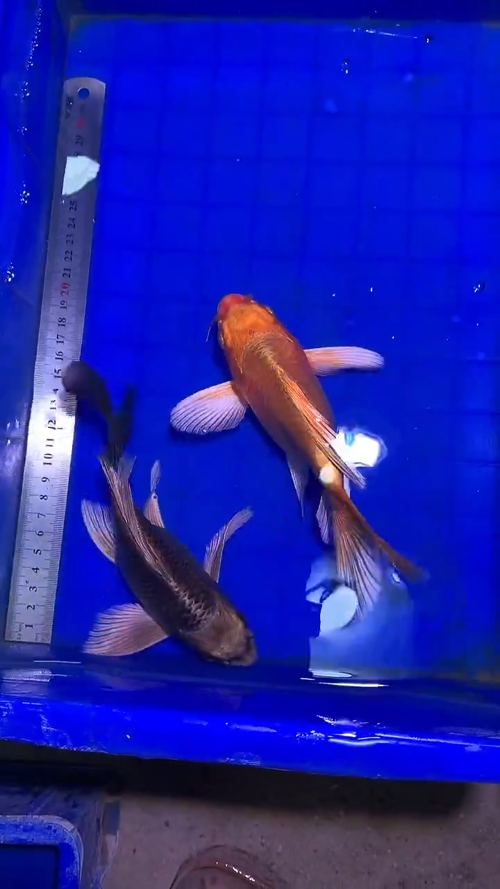 蝴蝶鲤鱼蝴蝶鲤直播选鱼专用链接 凭开箱视频售后